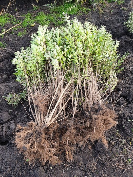 Gard viu Ligustrum (lemn câinesc)