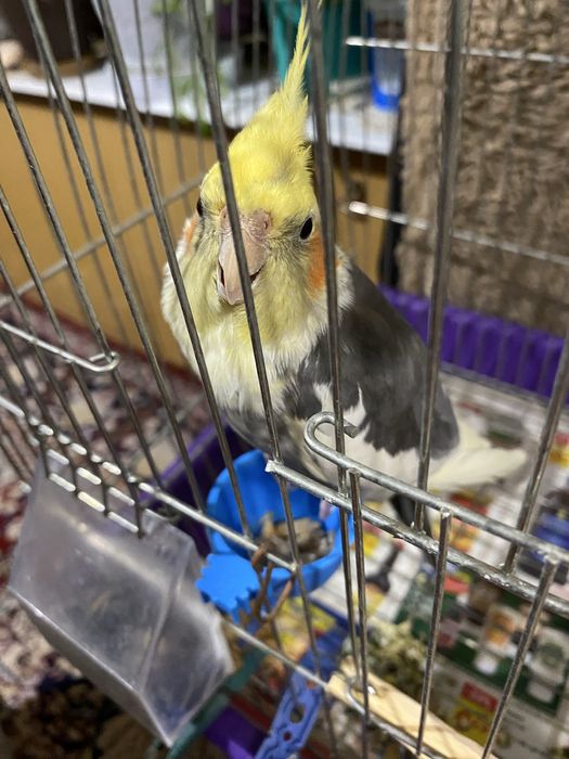 Мъжка корела на 6 месеца