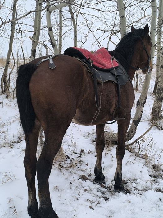 Жеребцы айгырлар