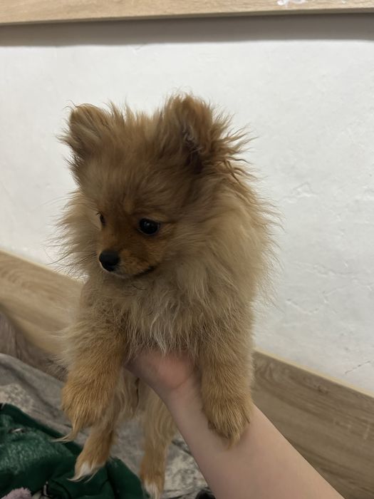 Продам шпица девочку