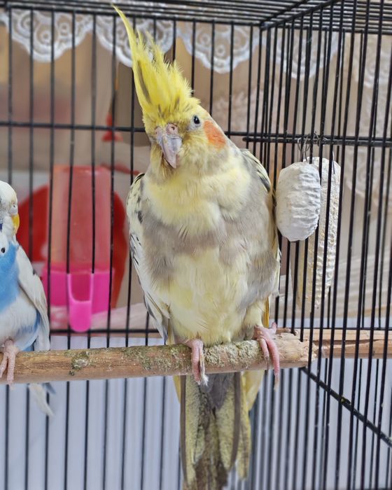 Sog'lom Karella Sotiladi