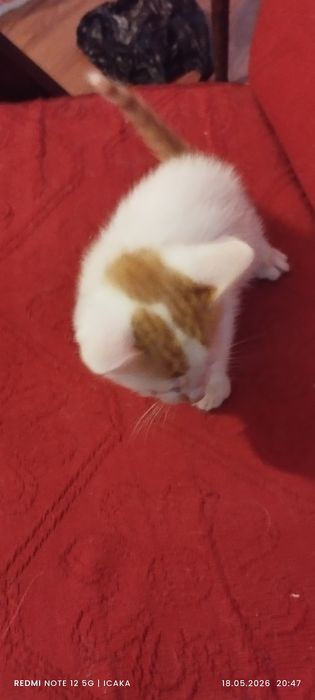Малки котенца подарявам