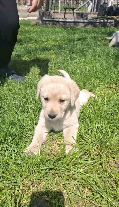 Чистокръвен Лабрадор Ретривър