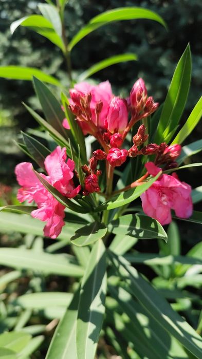 Продам розовый махровый оллеандр