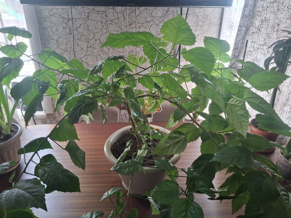 Продам гибискус.