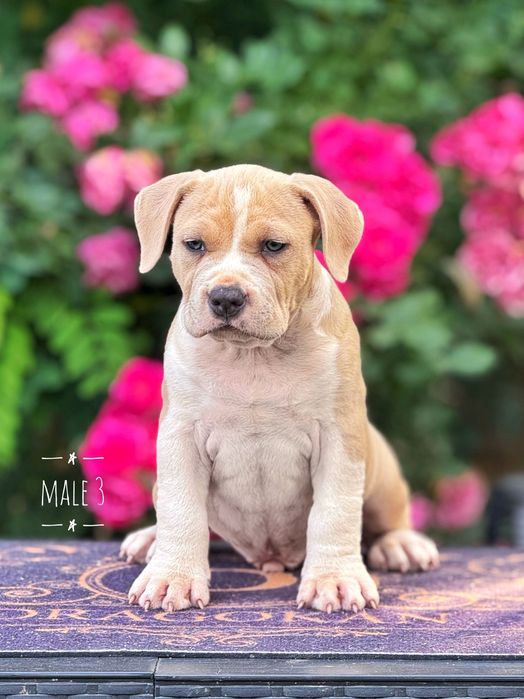 Amstaff mascul rasă pură cu pedigree