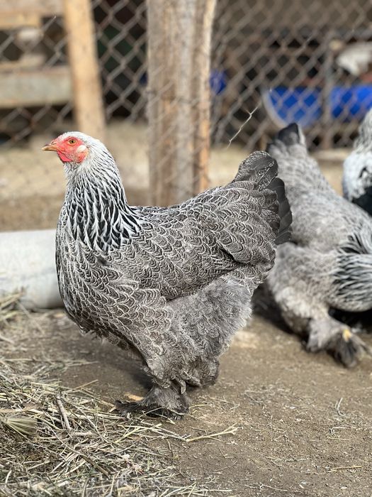 Инкубационный яйцо брама