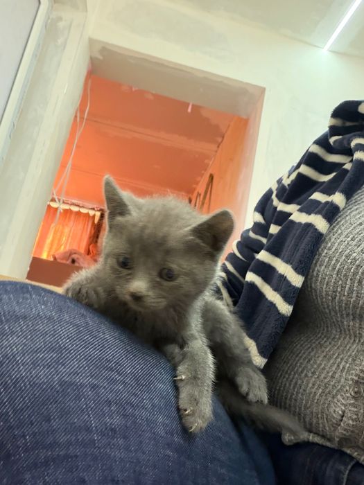 Котки шотландски клепоухи