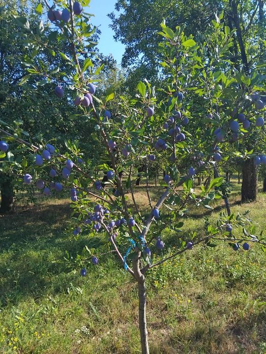 Prune Stanley pentru tuica