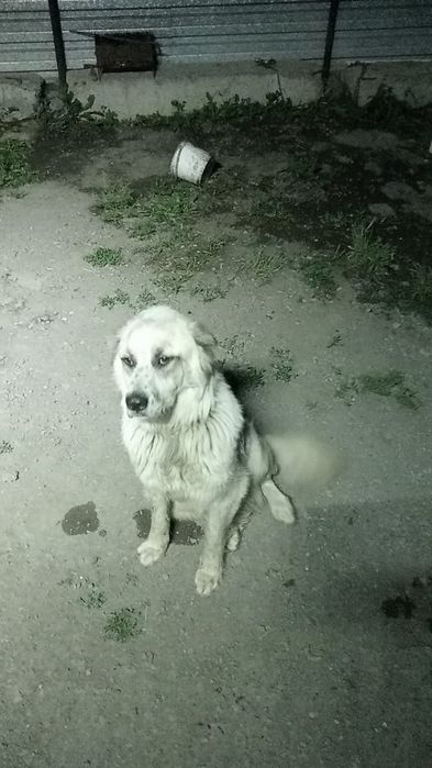 Отдам даром собака