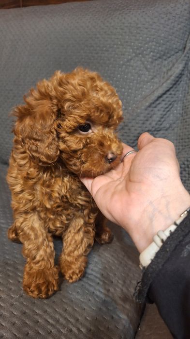 пуделчета играчка/момче и момиче/toy