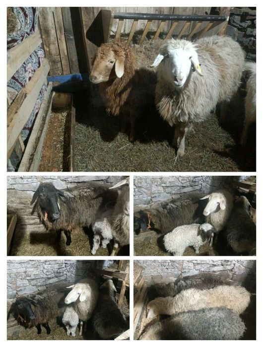 Ассалаумағалейкум семіз қойлар сатылады