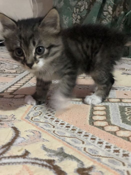 Отдам в добрые руки