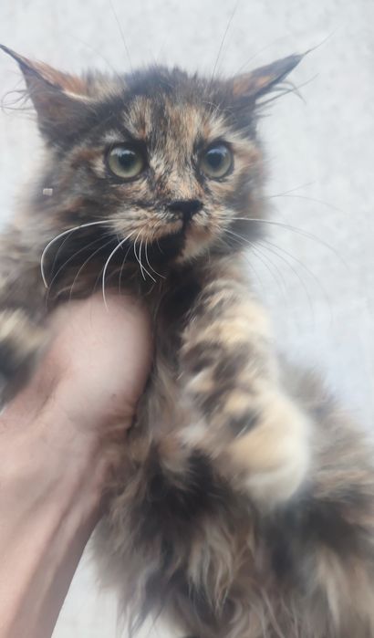 Отдам котят бесплатно