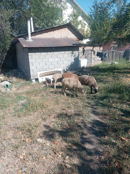 Продам баранов...