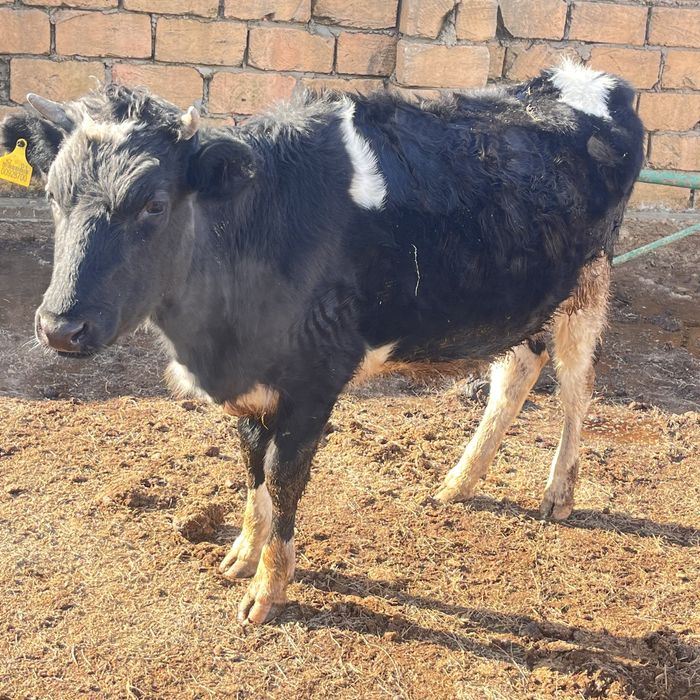 Буаз сиыр сатылады