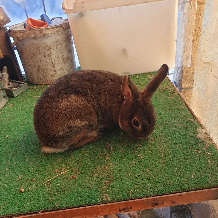 Vand iepuri rex pitic maro