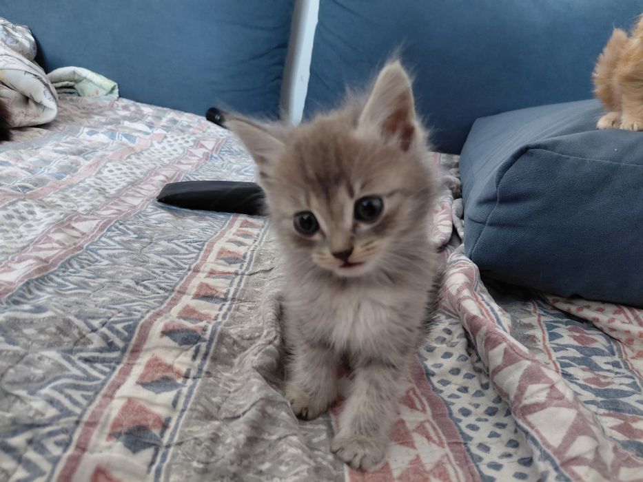 пол мейн-кун отец персидская кошка