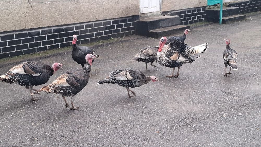 Индюки продаю домашние