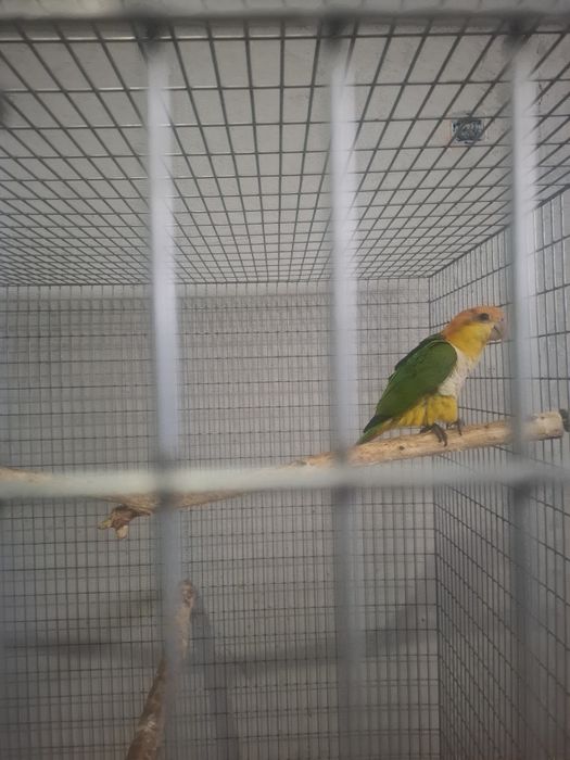 Caique cu cap portocaliu blând