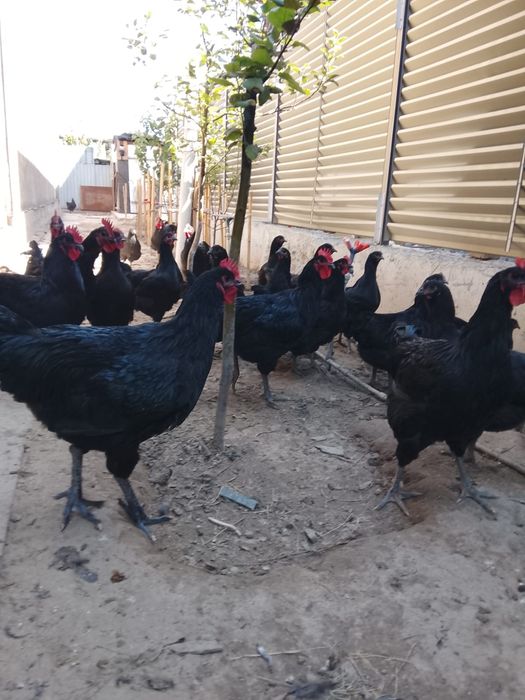 Продам курицу Джерсийский гигант