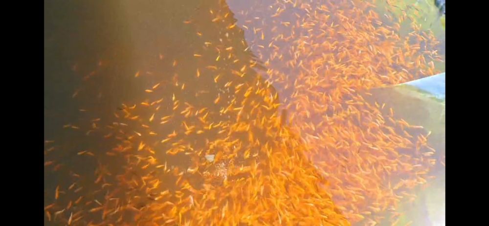 Коя,кои,koya koi