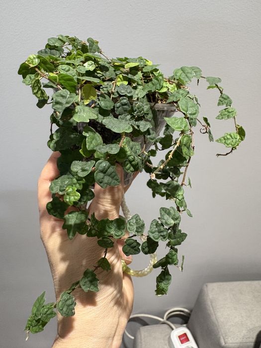 Фикус дуболистный, фикус эстер