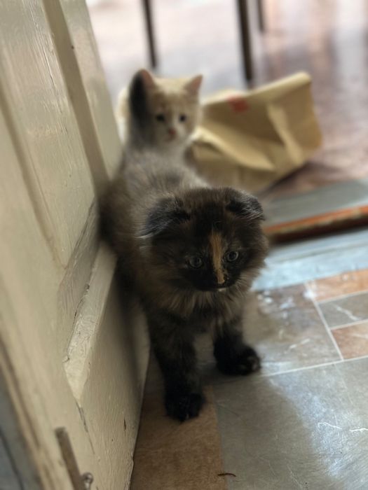 Котята в заботливые руки.
