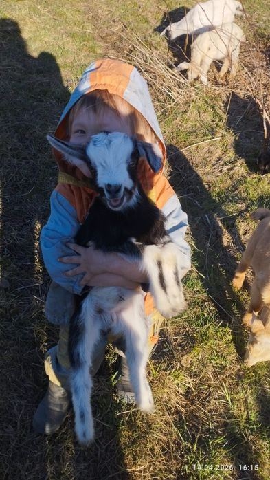 Мальчики альпийцы