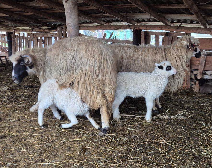 De vânzare oi cu miei