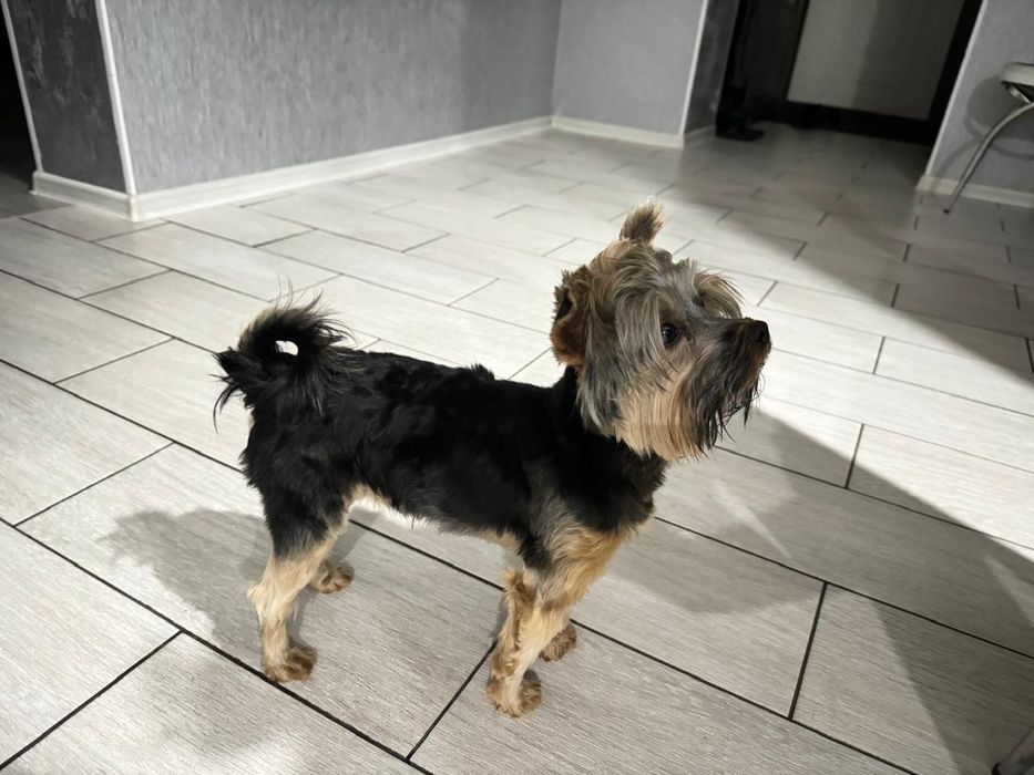 Кабель Йорк вязка