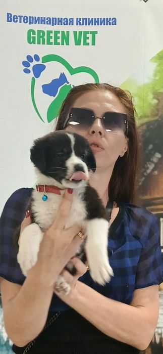 Продаётся щенок помесь, метис