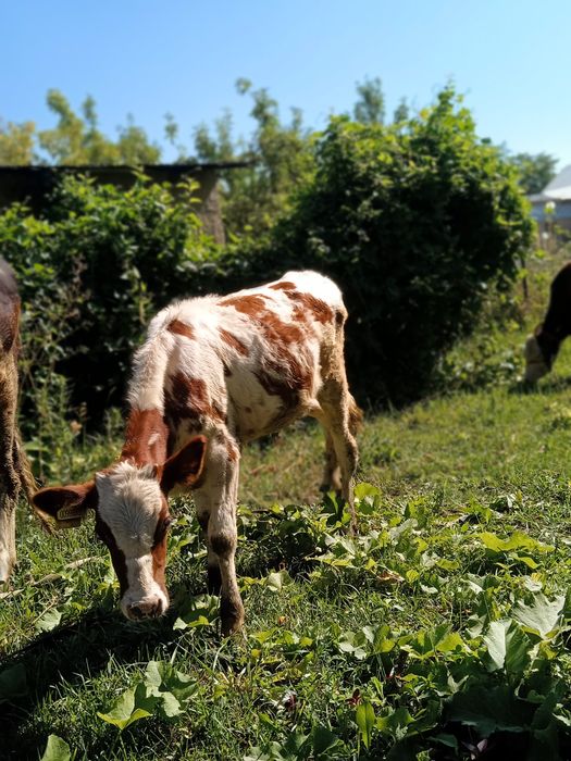 Продам телят срочно