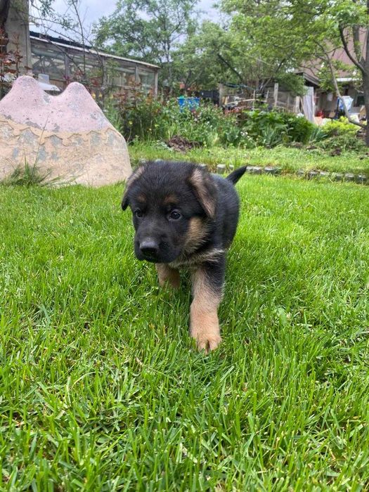 Щенки немецкой овчарки