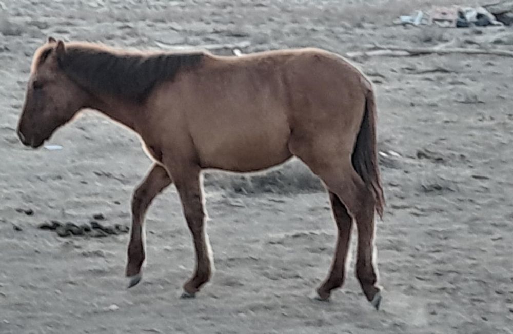 Тай шығар Жабағылар сатылады