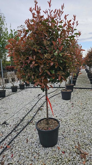 Frumusețe și intimitate cu Photinia Red Robin – Livrare și montare