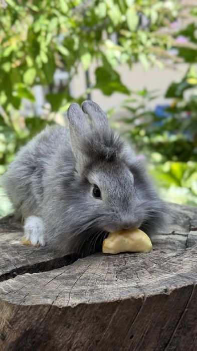 Продается кролик ангорка