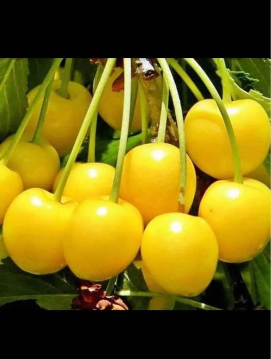 Vând pomi fructiferi