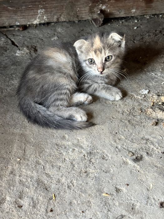 продаються котята вислоухие не дорого