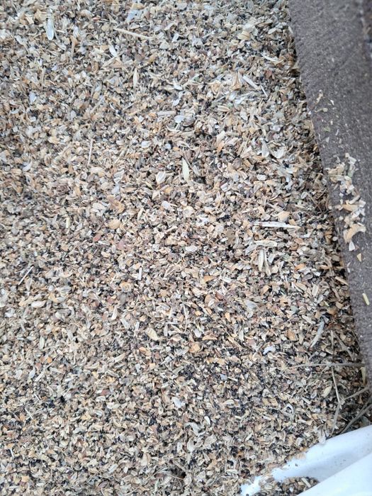 Зерноотходы льна