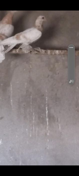 Продаются голуби