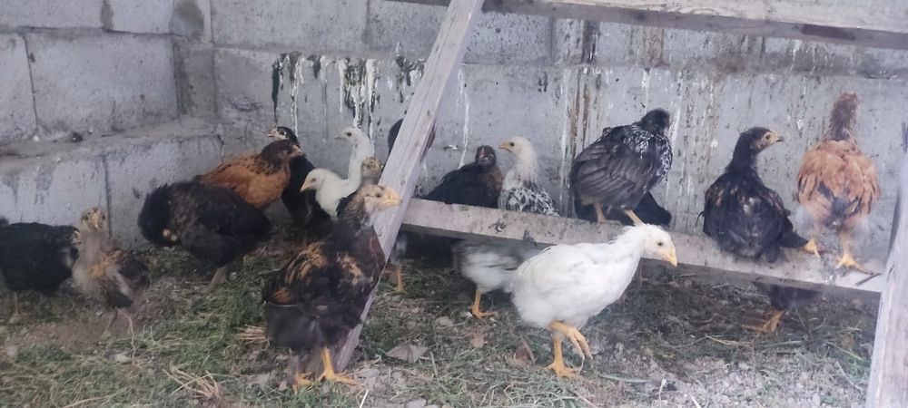 Продам  подросших петушков шустрые,