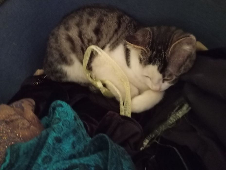 Отдадим в хорошие руки котят