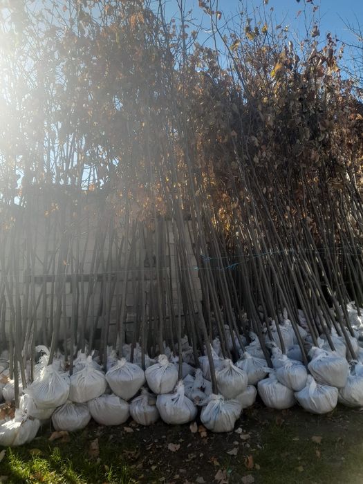 Mesteacăn tei leylandy pom pon spirale catalpa