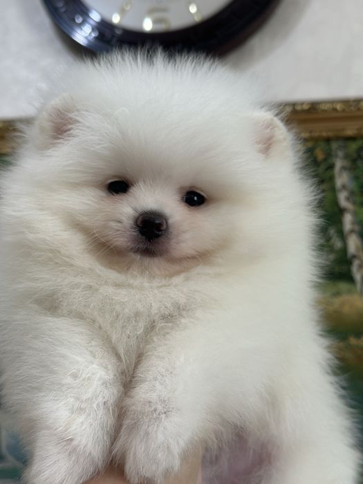 Белые шпицы мишки