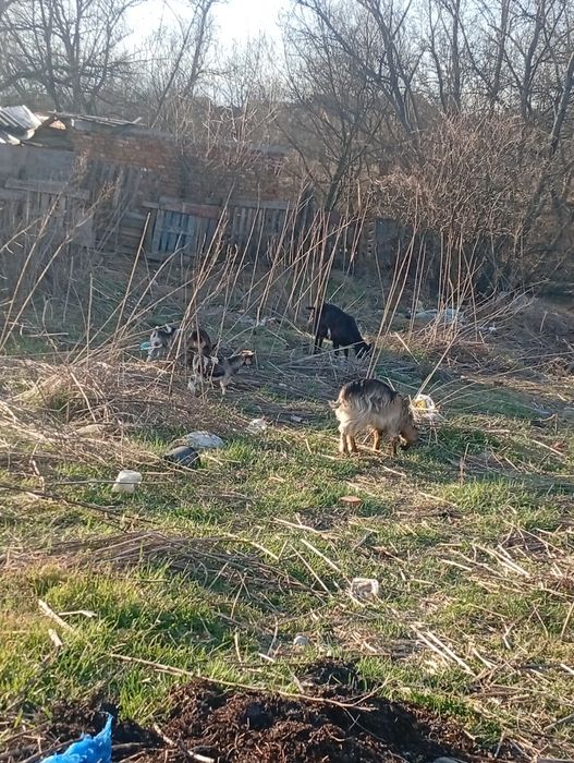 Vând 5 capre și patru iezi