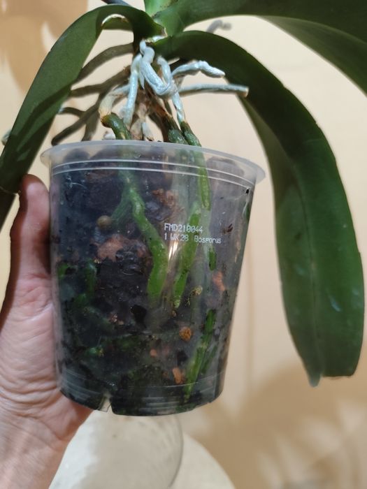 Продам цветущую орхидею