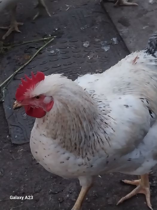 Продам молодых петухов
