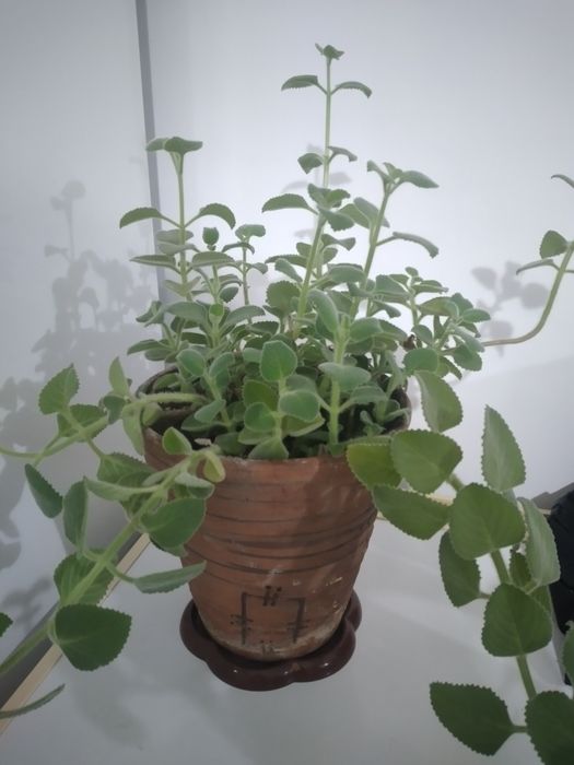 Продам комнатное растение, мята.