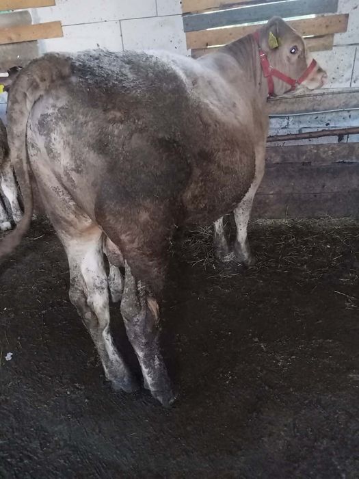 Vând o vacă cu vițel și 2 vitei mari..